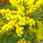 mimoza